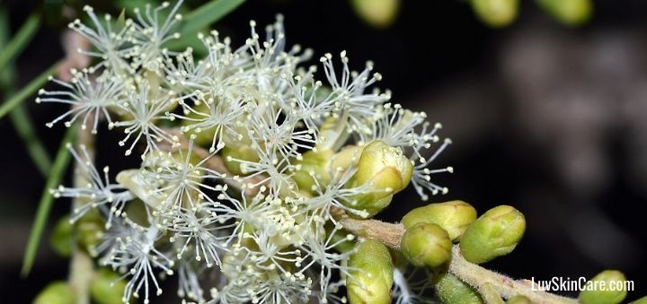 How Long Does It Take for Tea Tree Oil to Work on Acne?